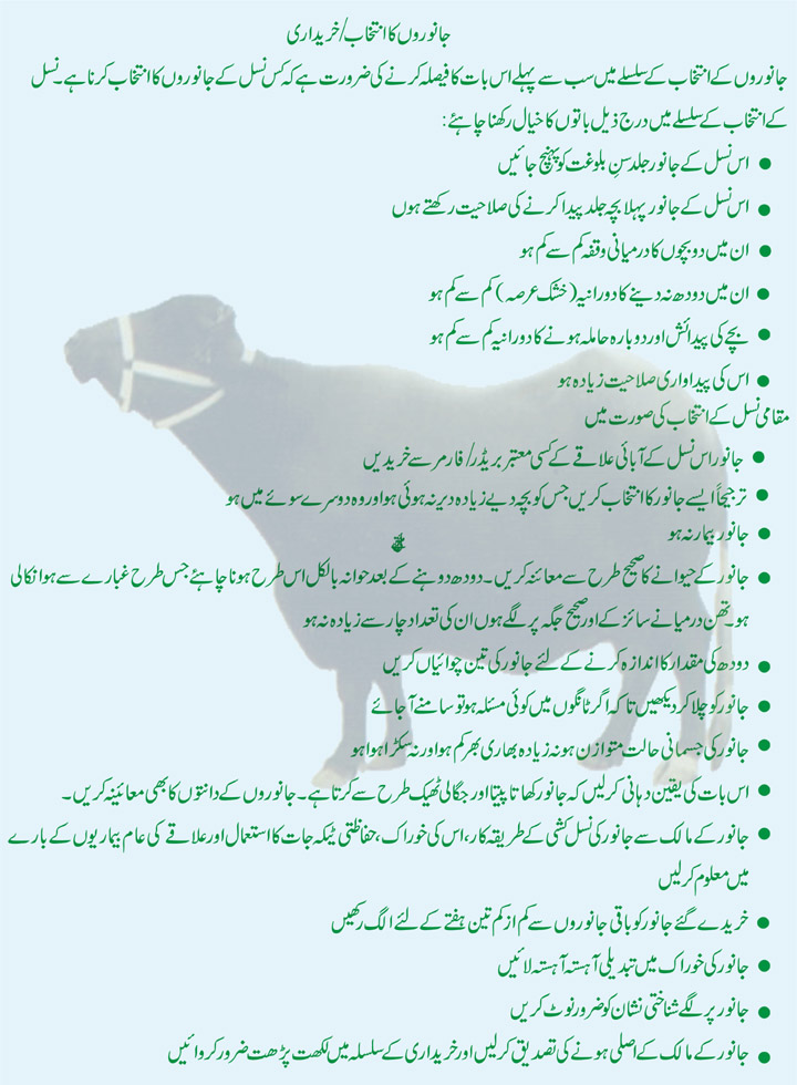 Cow Information In Urdu All About Cow Photos